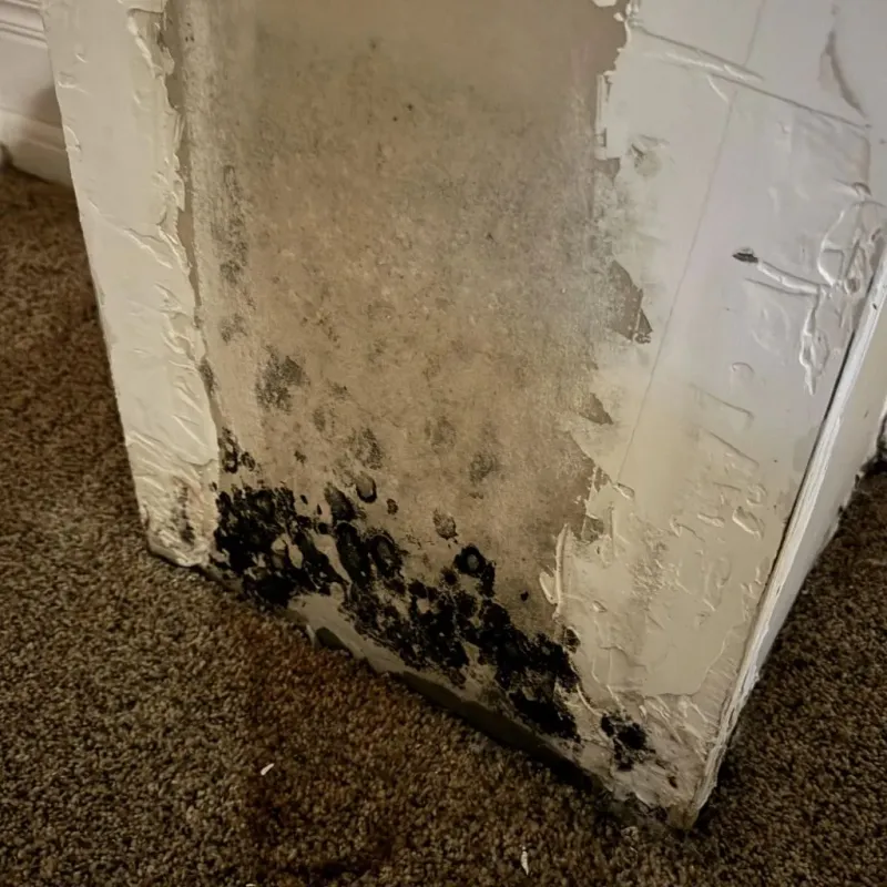 Professional Mold Removal in Cheney, KS